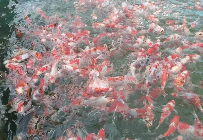 淄博周村龍魚的品質鑒賞、真假鑒別不再難周村龍魚的歷史背景，周村龍魚的價格是多少？