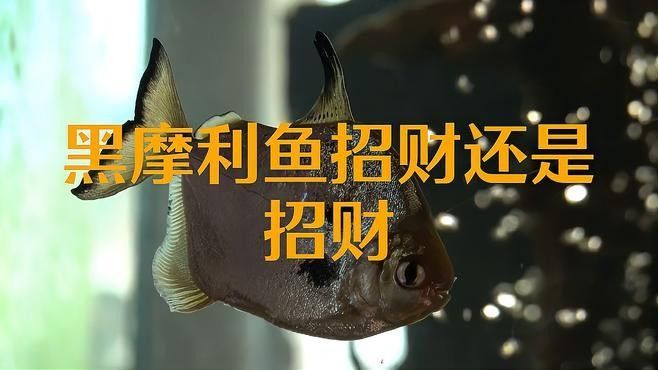 黑摩利魚適合哪些風水布局黑摩利魚招財還是招財歷史哲學家，黑摩利魚招財還是招財歷史哲學家