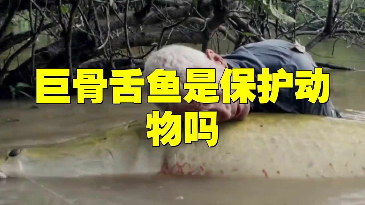 巨骨舌魚(yú)在中國(guó)是保護(hù)動(dòng)物嗎evan漫游記是保護(hù)動(dòng)物嗎，evan漫游記巨骨舌魚(yú)在中國(guó)是保護(hù)動(dòng)物嗎