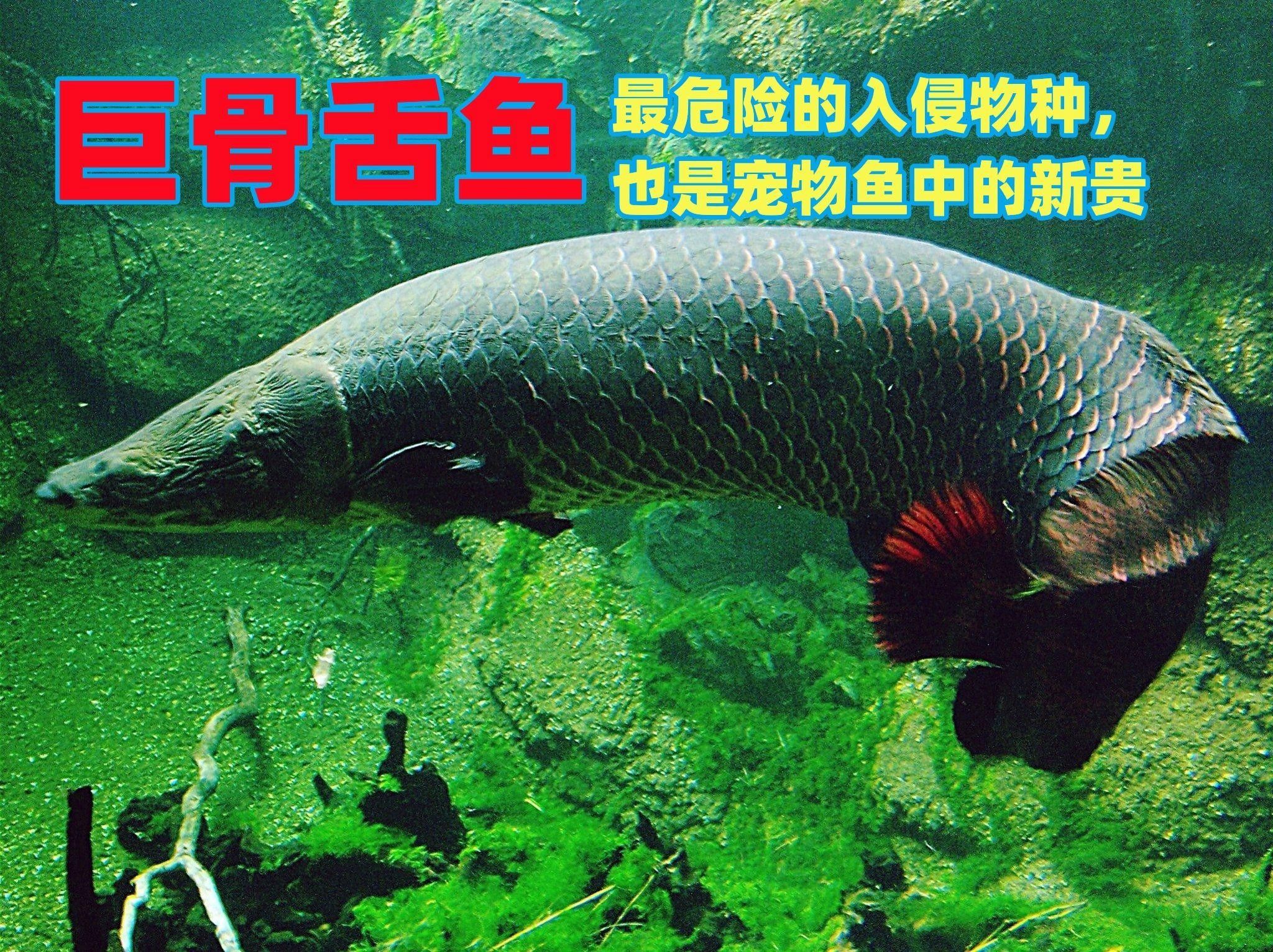 巨骨舌魚(yú)在中國(guó)是保護(hù)動(dòng)物嗎evan漫游記是保護(hù)動(dòng)物嗎，evan漫游記巨骨舌魚(yú)在中國(guó)是保護(hù)動(dòng)物嗎