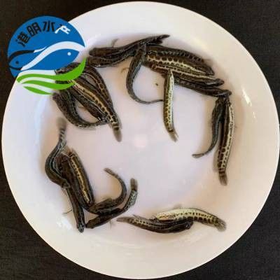 貴陽市烏當區農業農村局采購“烏當龍魚”信譽良好的龍魚養殖場，烏當龍魚的飼養方法是什么烏當龍魚的飼養方法是什么