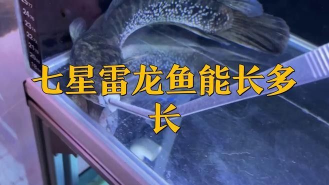 七星龍魚(yú)的體長(zhǎng)范圍，七星雷龍魚(yú)的體型和體型影響七星雷龍魚(yú)的注意事項(xiàng)