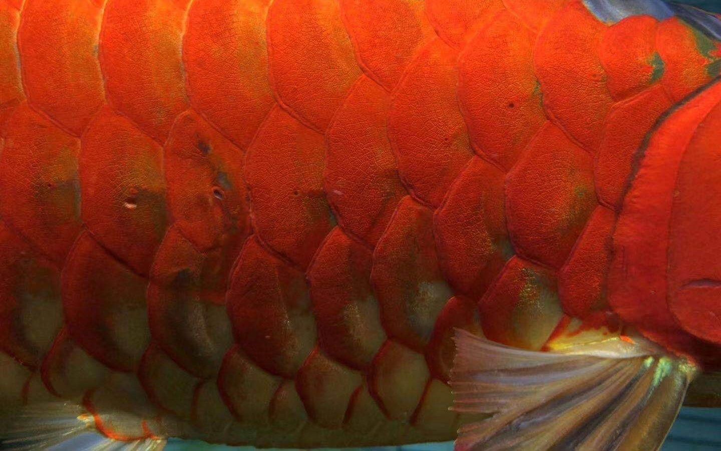 紅龍魚發色九宗罪避免這九點讓您的紅龍魚紅起來，養魚說第87話紅龍發色九宗罪 紅龍魚發色九宗罪避免這九點讓您的紅龍魚紅起來，養魚說第87話紅龍發色九宗罪 觀賞魚百科 第2張