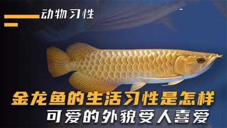 金龍魚的生活習性是怎樣，可愛的外貌受人喜愛，金龍魚是一種生活在熱帶水域的魚類