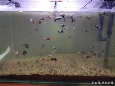 羅漢魚能和紅龍魚混養(yǎng)嗎?（