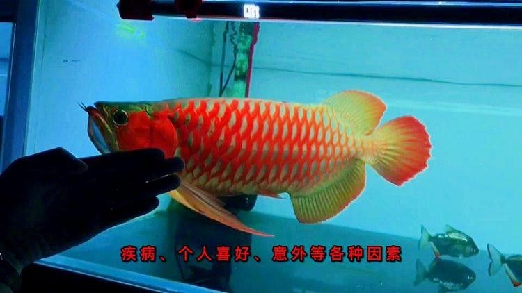 紅龍魚的壽命有多長，紅龍魚的壽命有多長時間學了個慧，一條紅龍魚的壽命有多長？