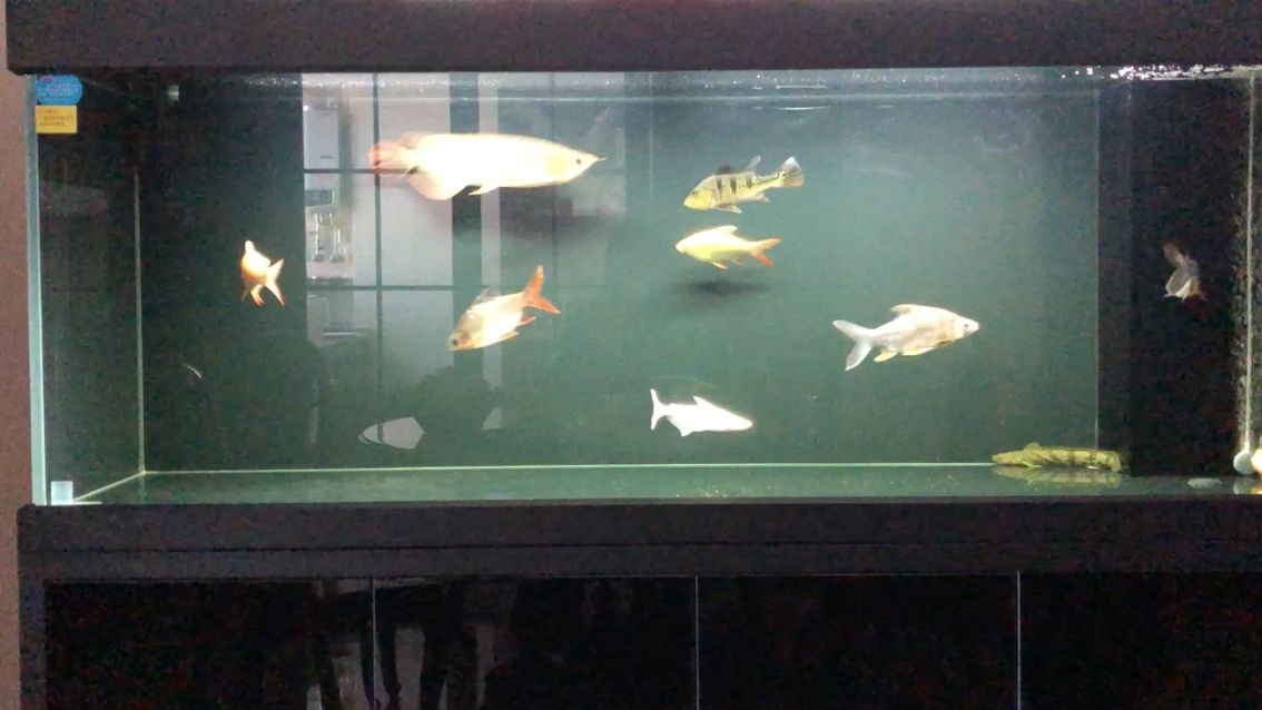 龍魚換了“大房子”，現(xiàn)在狀態(tài)挺好，也紅了不少，龍魚換了“大房子”，十月中旬給龍魚換的“大房子”，狀態(tài)挺好