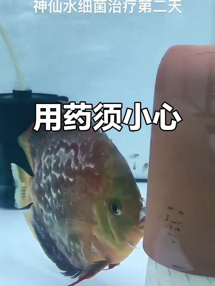 龍魚生病時需謹慎使用以下三種藥物，三種龍魚最忌諱的藥物類型及其原因