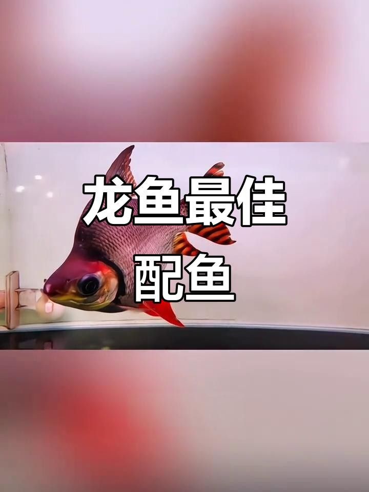 飛鳳魚的三大主要配魚，有什么優劣性養魚老道聽飛鳳魚的分享，飛鳳魚為什么不能和飛鳳魚混養