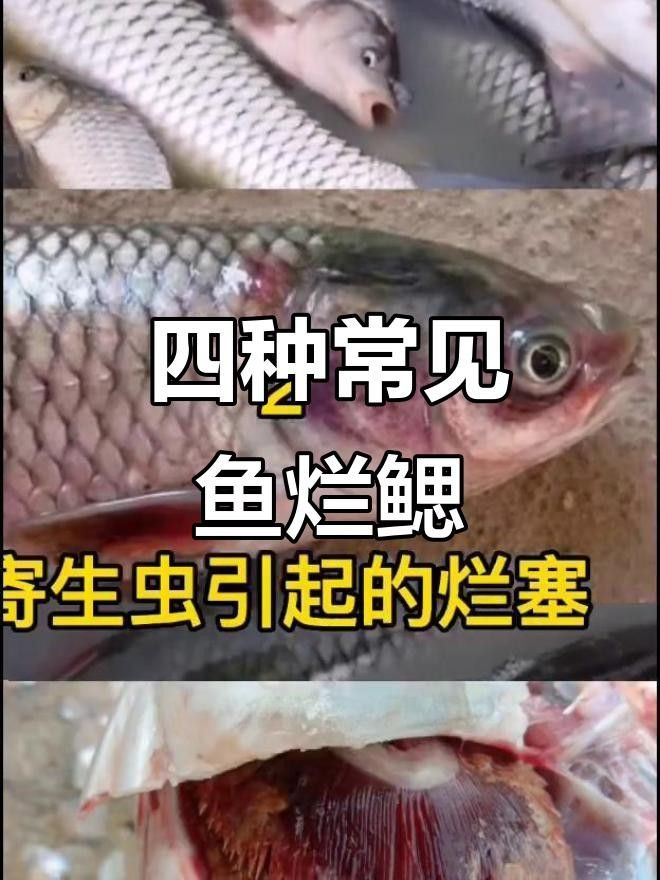龍魚腮蓋腐爛最怕三個藥廣東德孚密封件魚鰓蓋爛了能自愈嗎，魚腮蓋腐爛最怕三個藥廣東德孚密封件魚鰓蓋爛了能自愈嗎