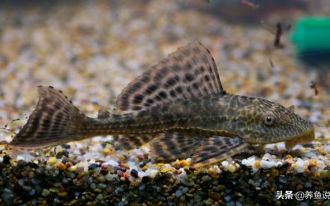 成都水族批發市場有哪些？，成都水族市場