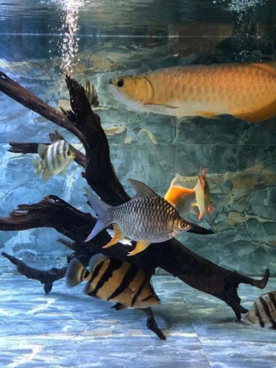 龍魚能吃熟肉嗎？，龍魚可以吃熟肉嗎
