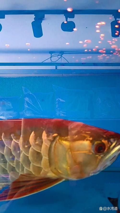 通河金龍魚的歷史、文化背景及其在現代生活中的地位，關于通河金龍魚的問題