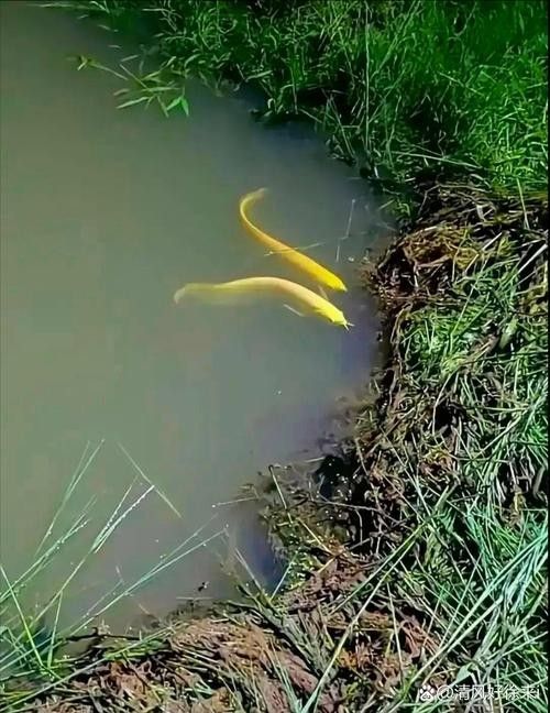 通河金龍魚的歷史、文化背景及其在現代生活中的地位，關于通河金龍魚的問題