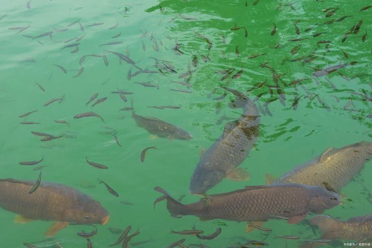 通河金龍魚的歷史、文化背景及其在現代生活中的地位，關于通河金龍魚的問題