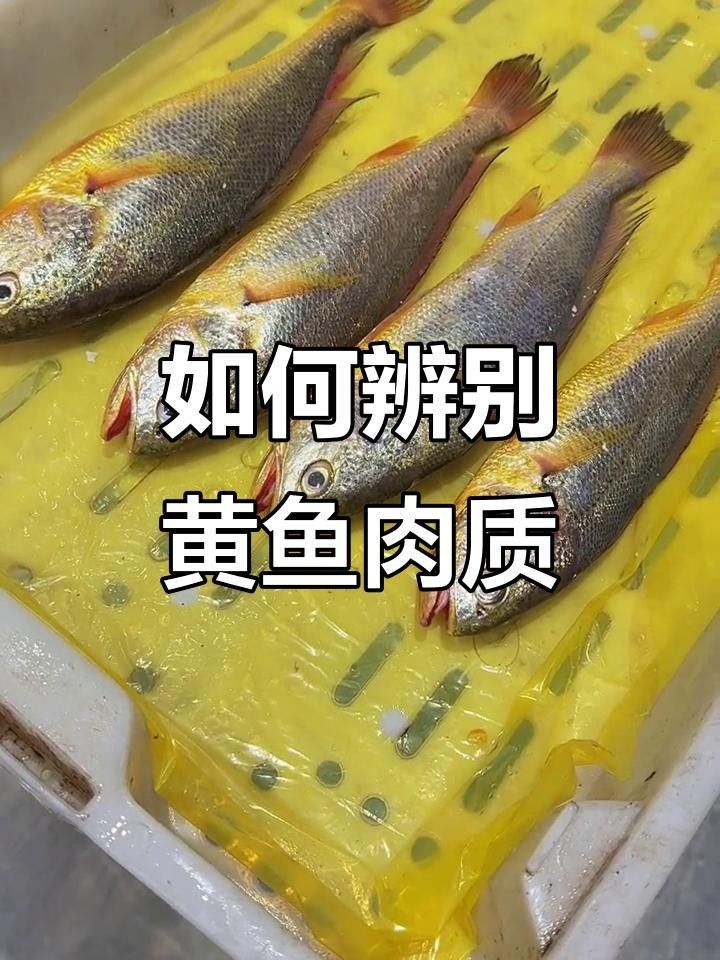 東海十大名魚的簡要介紹，三都港京東自營旗艦店guolian國聯東海帶魚段