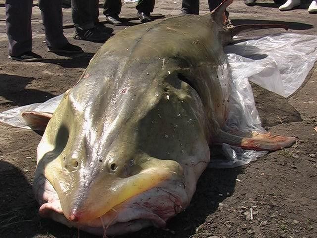 黑龍江省撫遠鱘鰉魚的烹飪方法有哪些，一條鱘鰉魚有多種吃法