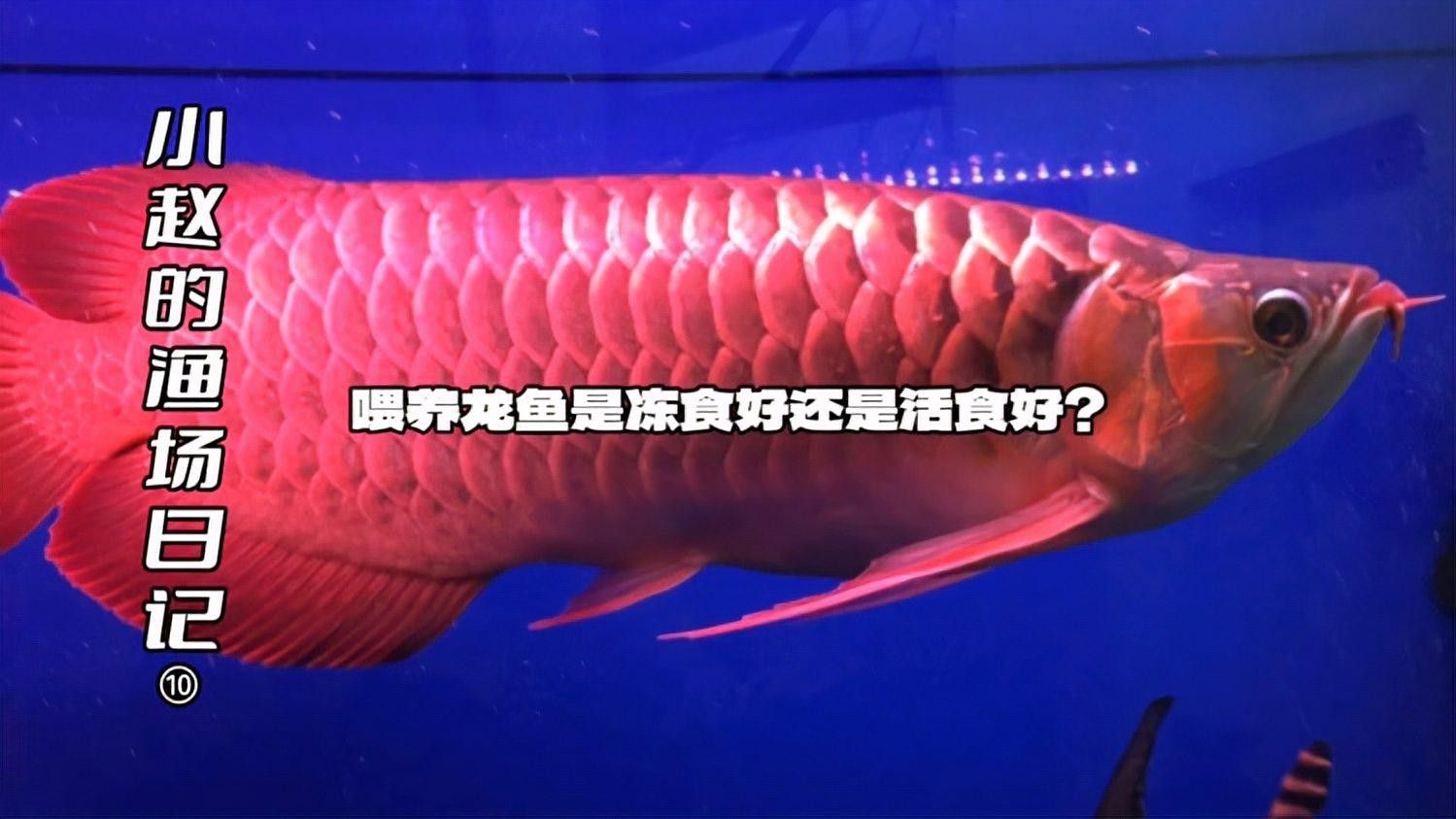 紅龍魚(yú)喂活魚(yú)好嗎，，紅龍魚(yú)喂活魚(yú)好嗎紅龍魚(yú)喂活魚(yú)多久一次合適