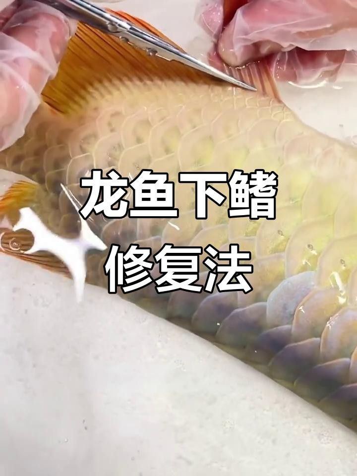 龍魚下鰭裂開怎么辦一個月后恢復驚人，龍魚下鰭裂開后多久會恢復驚人魚鰭斷了還能長出來嗎