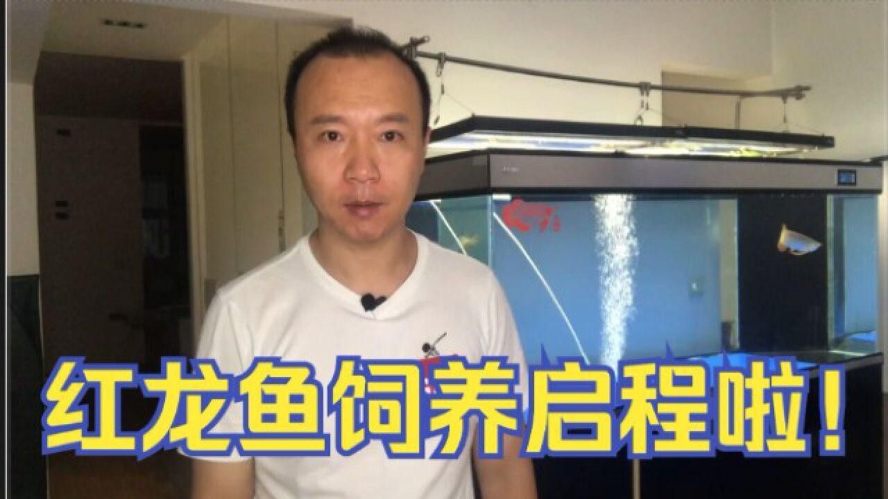 山陰紅龍魚最簡單三個步驟飼養紅龍魚最簡單三個步驟，養魚說紅龍發色的三個階段;龍魚飼養知識