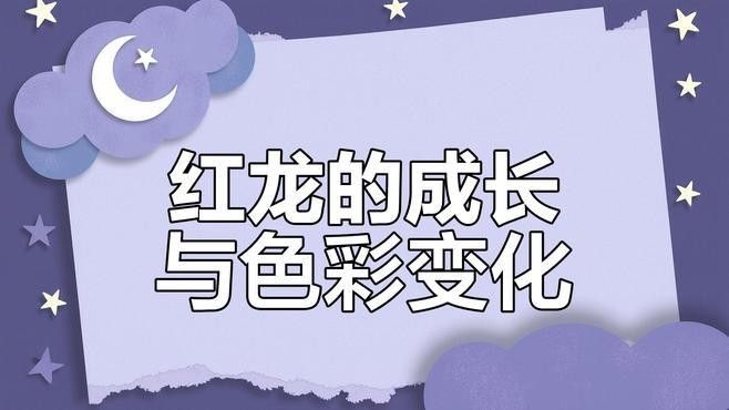 山陰紅龍魚最簡單三個步驟飼養紅龍魚最簡單三個步驟，養魚說紅龍發色的三個階段;龍魚飼養知識