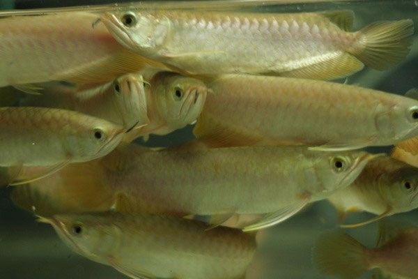 觀山湖龍魚飼養技巧與注意事項蘿蔓與書，關于觀山湖龍魚養殖的相關信息