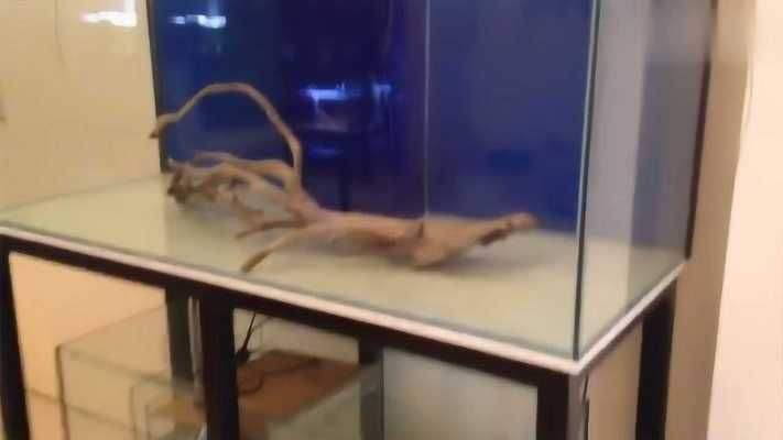 龍魚品種介紹圖（龍魚品種介紹圖片大全）