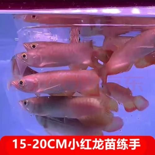 小紅龍魚的價格表，小紅龍魚價格表：紅龍魚多少錢一只江月行客