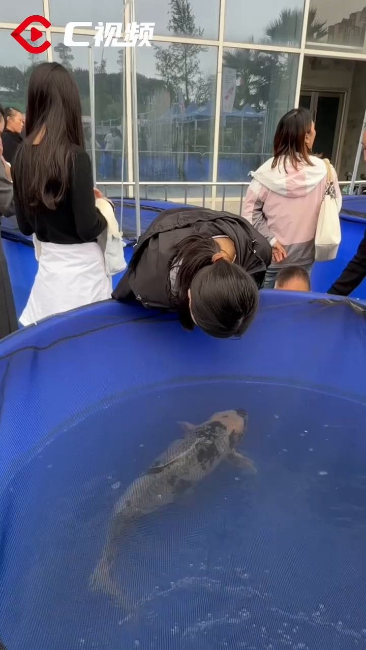 龍泉驛龍魚的養殖技術，c視頻丨上千條錦鯉打擂臺誰才是真