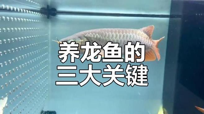 龍泉驛龍魚的養殖技術，c視頻丨上千條錦鯉打擂臺誰才是真