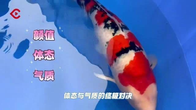 龍泉驛龍魚的養殖技術，c視頻丨上千條錦鯉打擂臺誰才是真
