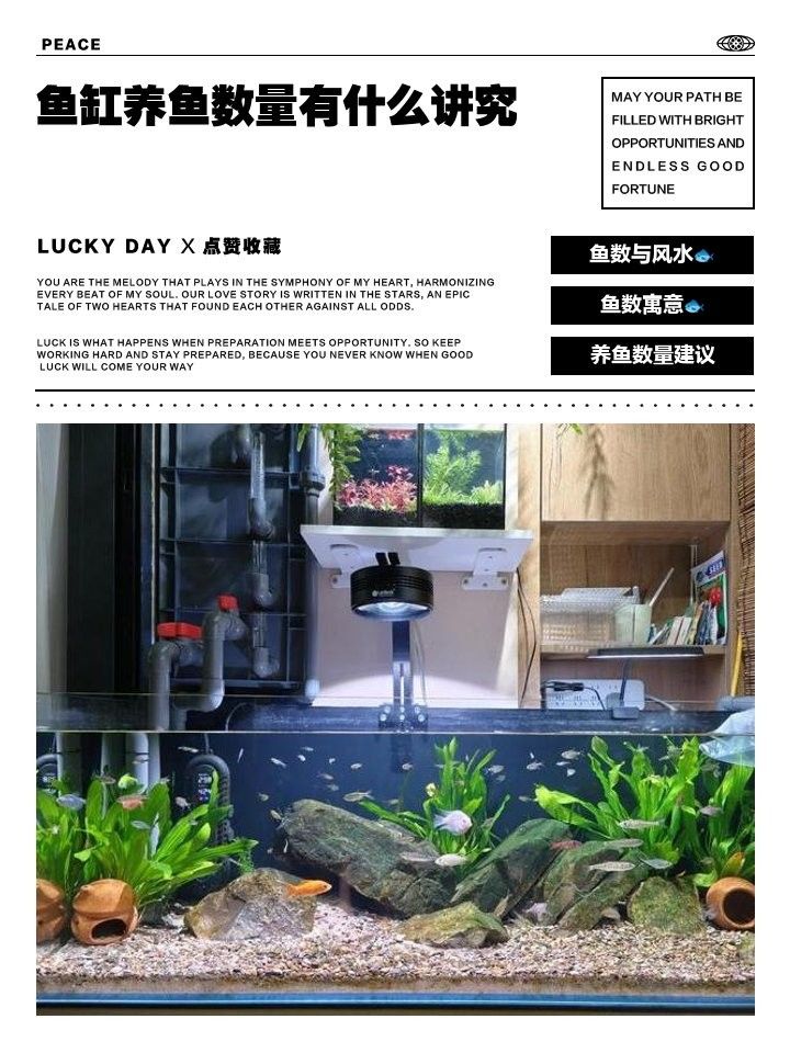 5條魚和6條魚在中國文化中的不同含義并分析對個人運勢的影響，5條魚吉利還是6條魚吉利