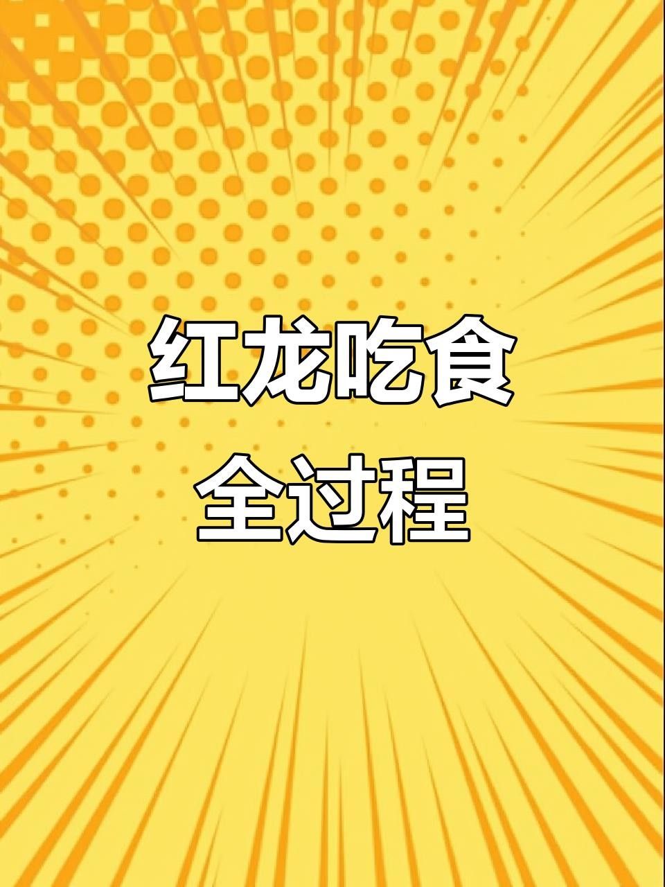 龍魚視頻高清喂食是一種展示如何為紅龍魚提供高質量食物的視頻，嗶哩嗶哩印尼紅龍魚日常喂食分享