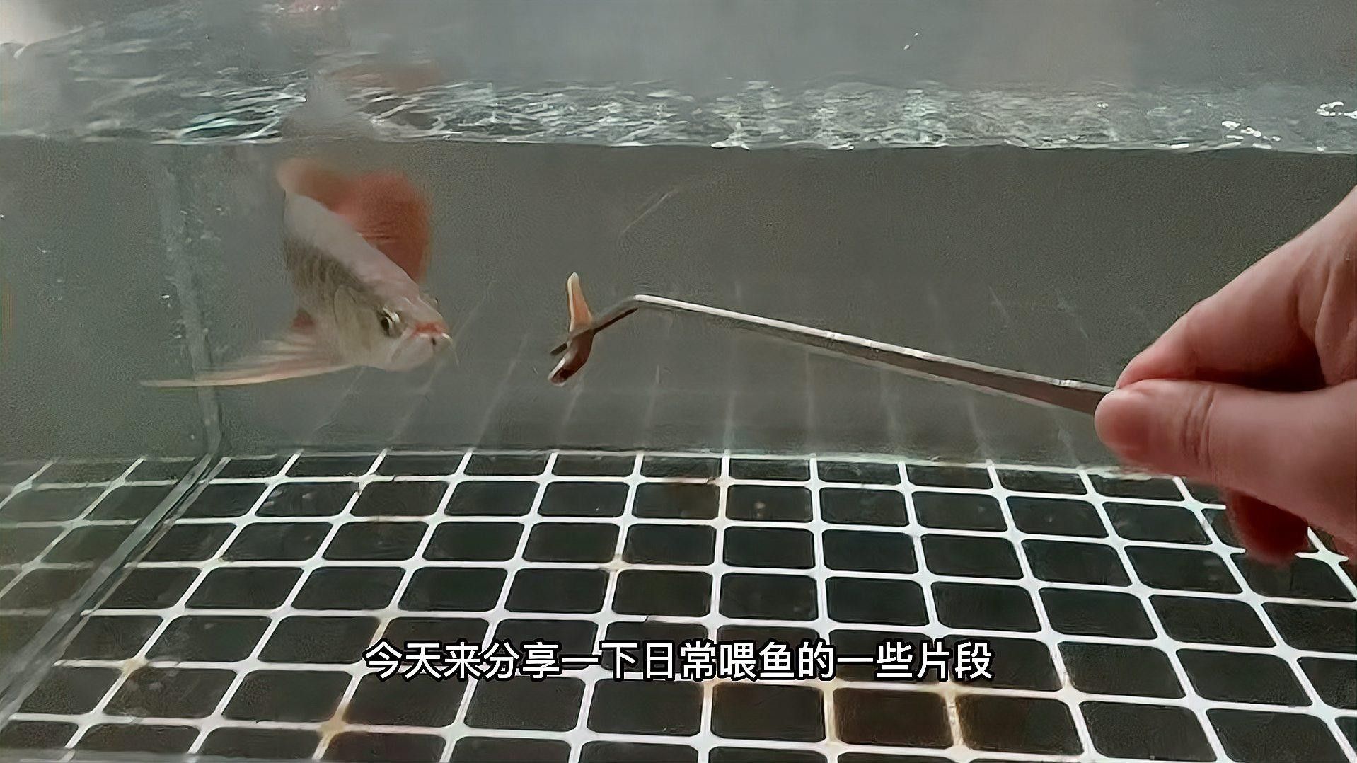 龍魚視頻高清喂食是一種展示如何為紅龍魚提供高質量食物的視頻，嗶哩嗶哩印尼紅龍魚日常喂食分享