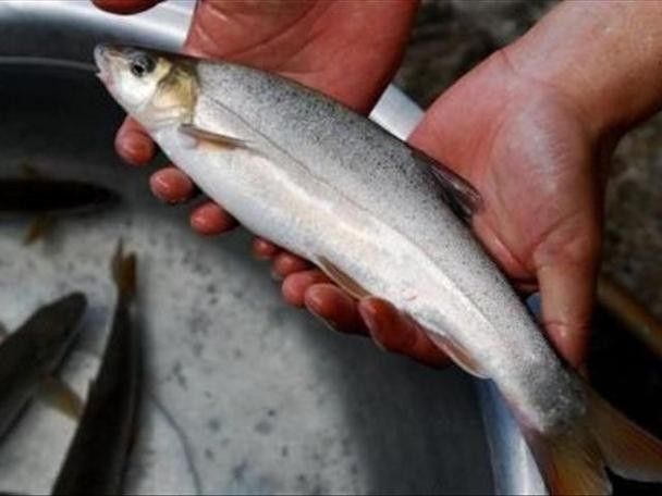 巫溪洋魚的價格趨勢，巫溪洋魚多少錢一斤巫溪洋魚價格趨勢分析巫溪洋魚價格趨勢