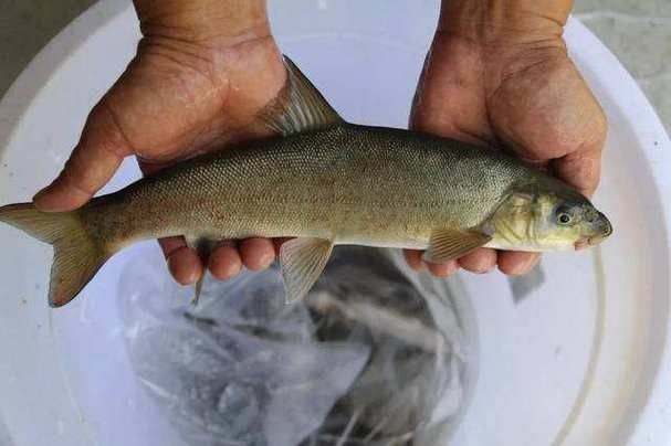 巫溪洋魚的價格趨勢，巫溪洋魚多少錢一斤巫溪洋魚價格趨勢分析巫溪洋魚價格趨勢