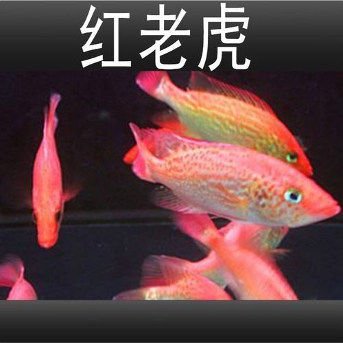 淡水紅老虎魚繁殖季節會表現出強烈的求偶行為，淡水紅老虎魚的價格是多少？