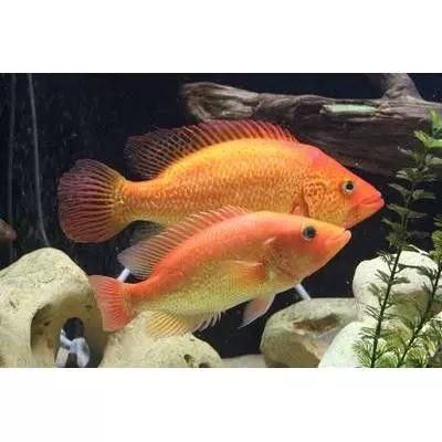 淡水紅老虎魚繁殖季節會表現出強烈的求偶行為，淡水紅老虎魚的價格是多少？