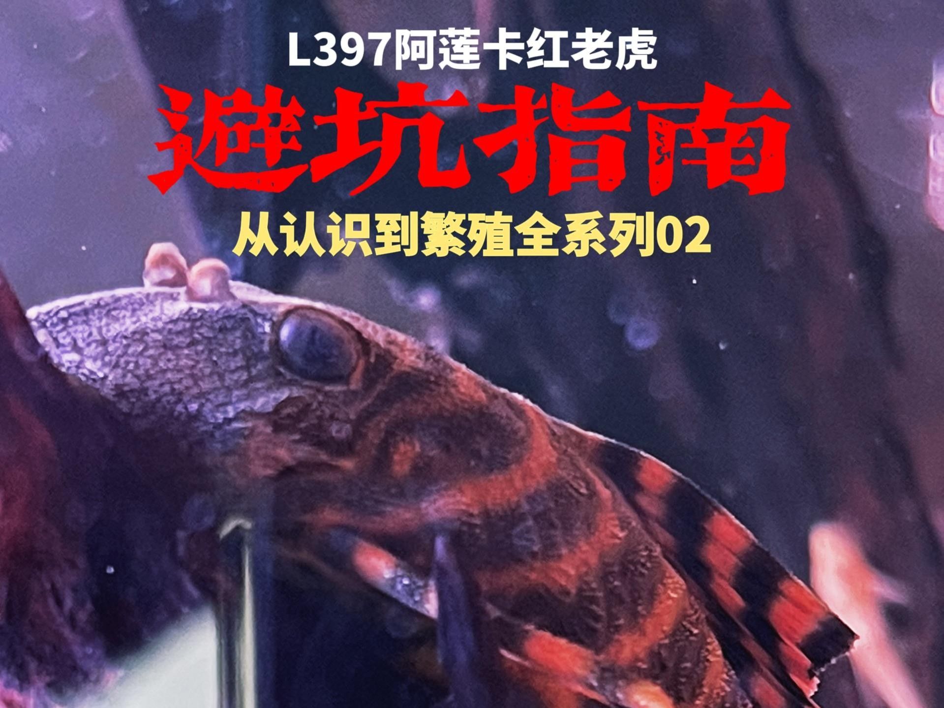 淡水紅老虎魚繁殖季節會表現出強烈的求偶行為，淡水紅老虎魚的價格是多少？