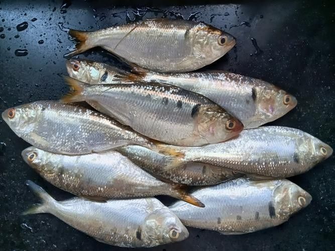 西江三黎魚的營養價值有哪些？，舌尖上的南沙18|終于嘗到古代貢品三黎魚真鮮