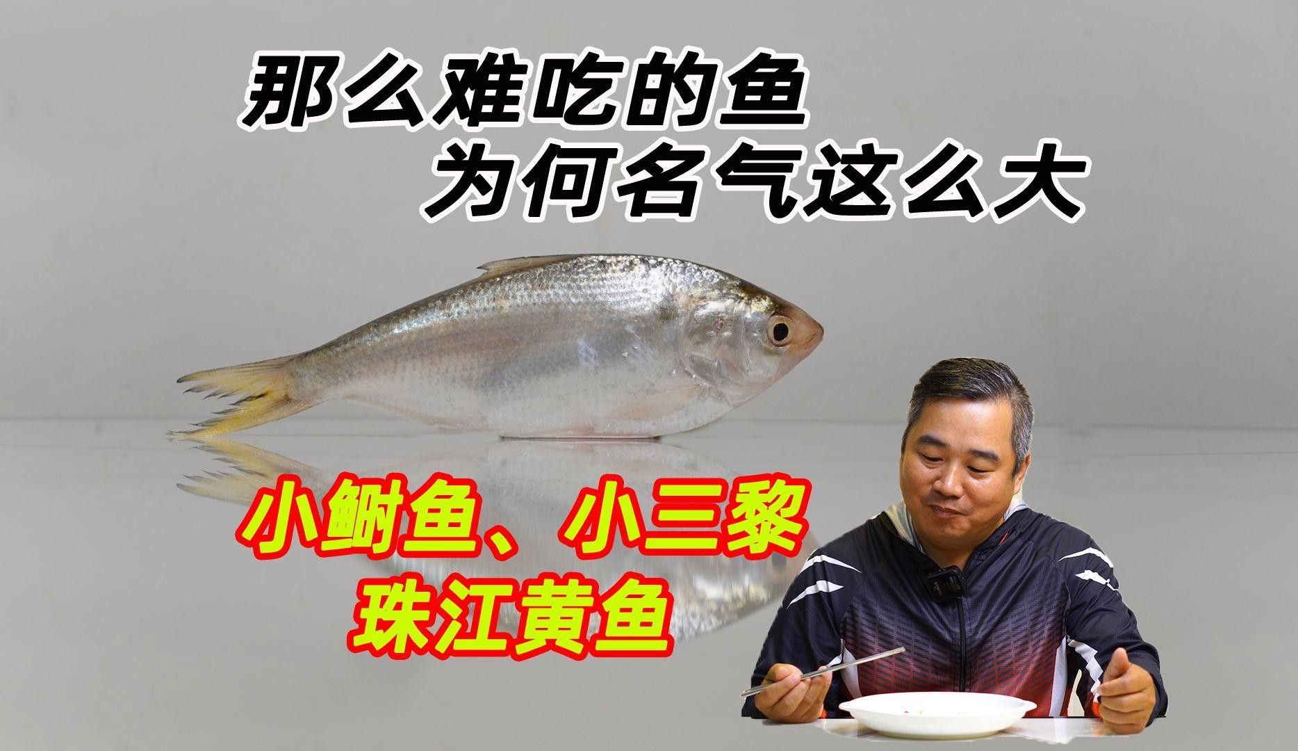 西江三黎魚的營養價值有哪些？，舌尖上的南沙18|終于嘗到古代貢品三黎魚真鮮