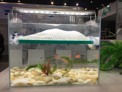 龍魚跳缸的注意事項，龍魚跳缸后能摔出內(nèi)傷不10小時能摔出內(nèi)傷不10小時