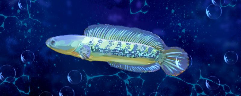 雷龍魚的繁殖方式是怎樣的？，雷龍魚在性成熟之后，可以選擇好5-6條親魚放在一個魚缸中