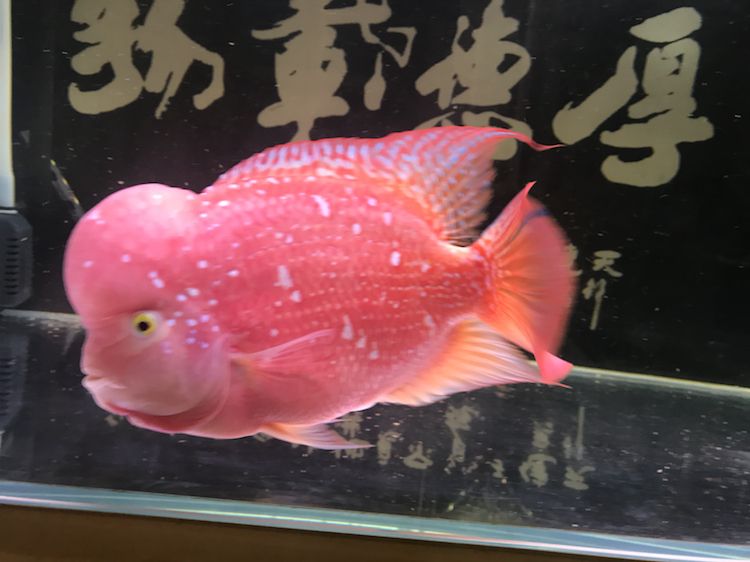 曬曬我的羅漢，本文旨在探討和展示個(gè)人在生活中遇到的挑戰(zhàn)，4月份買的，從12公分到現(xiàn)在26.7公分