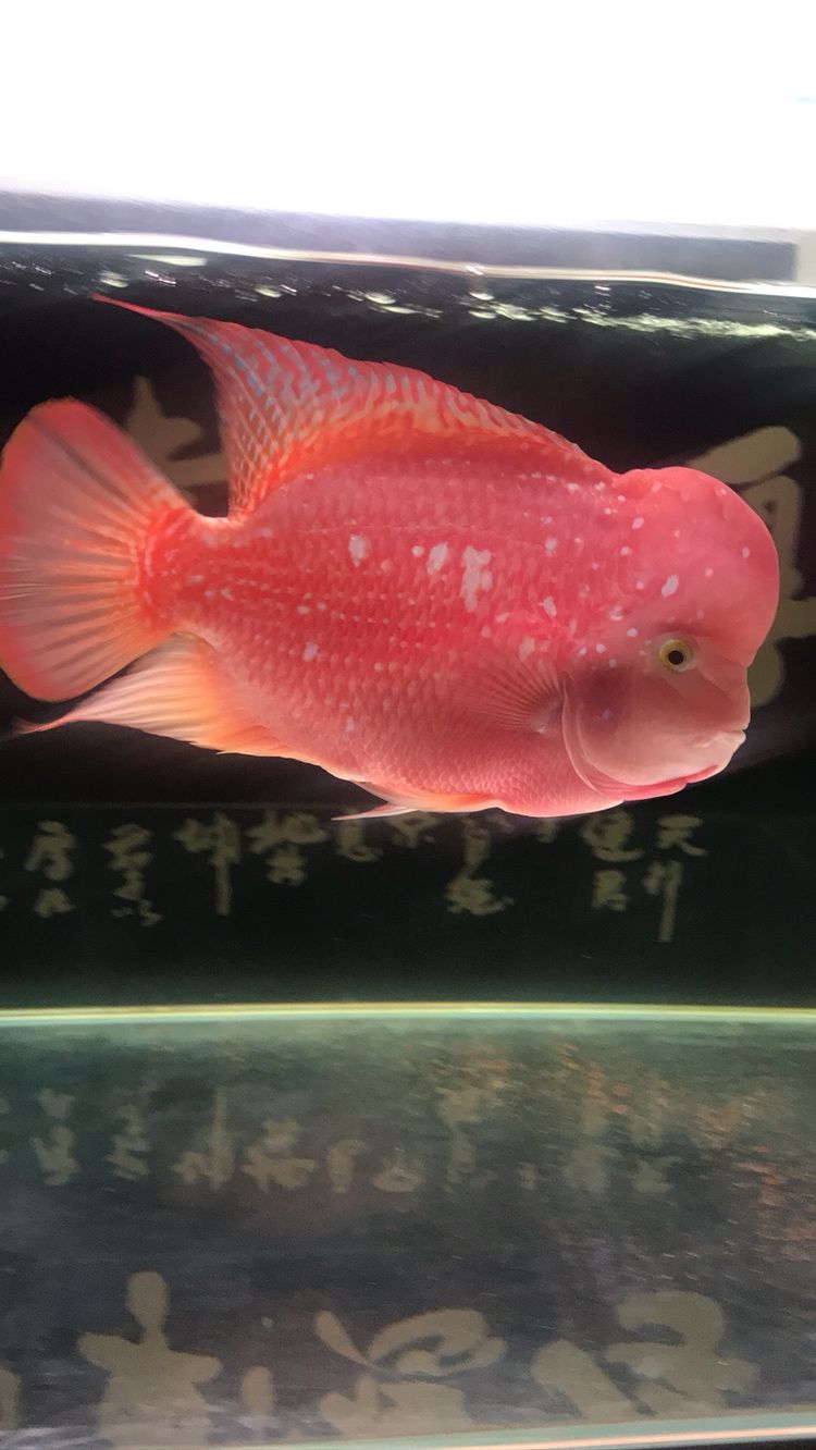 曬曬我的羅漢，本文旨在探討和展示個(gè)人在生活中遇到的挑戰(zhàn)，4月份買的，從12公分到現(xiàn)在26.7公分