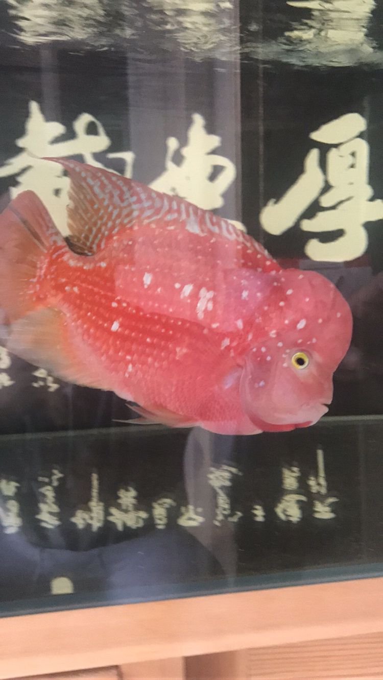 曬曬我的羅漢，本文旨在探討和展示個(gè)人在生活中遇到的挑戰(zhàn)，4月份買的，從12公分到現(xiàn)在26.7公分