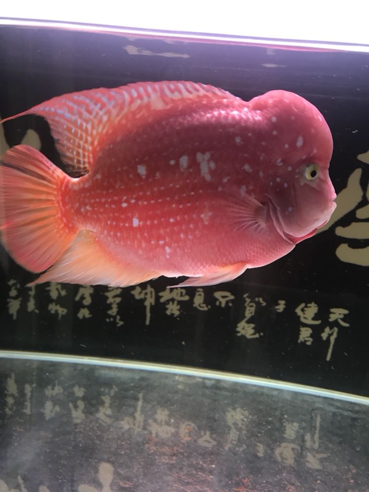 曬曬我的羅漢，本文旨在探討和展示個(gè)人在生活中遇到的挑戰(zhàn)，4月份買的，從12公分到現(xiàn)在26.7公分