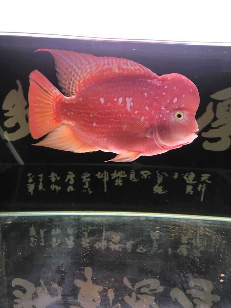 曬曬我的羅漢，本文旨在探討和展示個(gè)人在生活中遇到的挑戰(zhàn)，4月份買的，從12公分到現(xiàn)在26.7公分