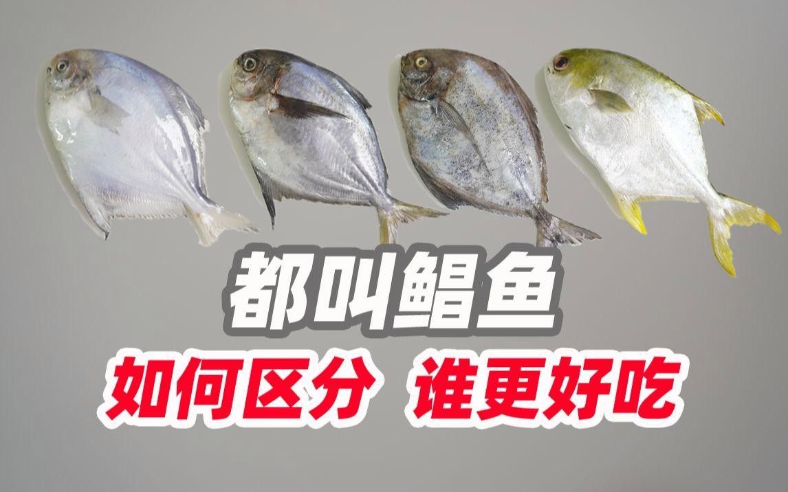 鯧魚的營養價值及種類，各種鯧魚的營養價值與烹飪方法
