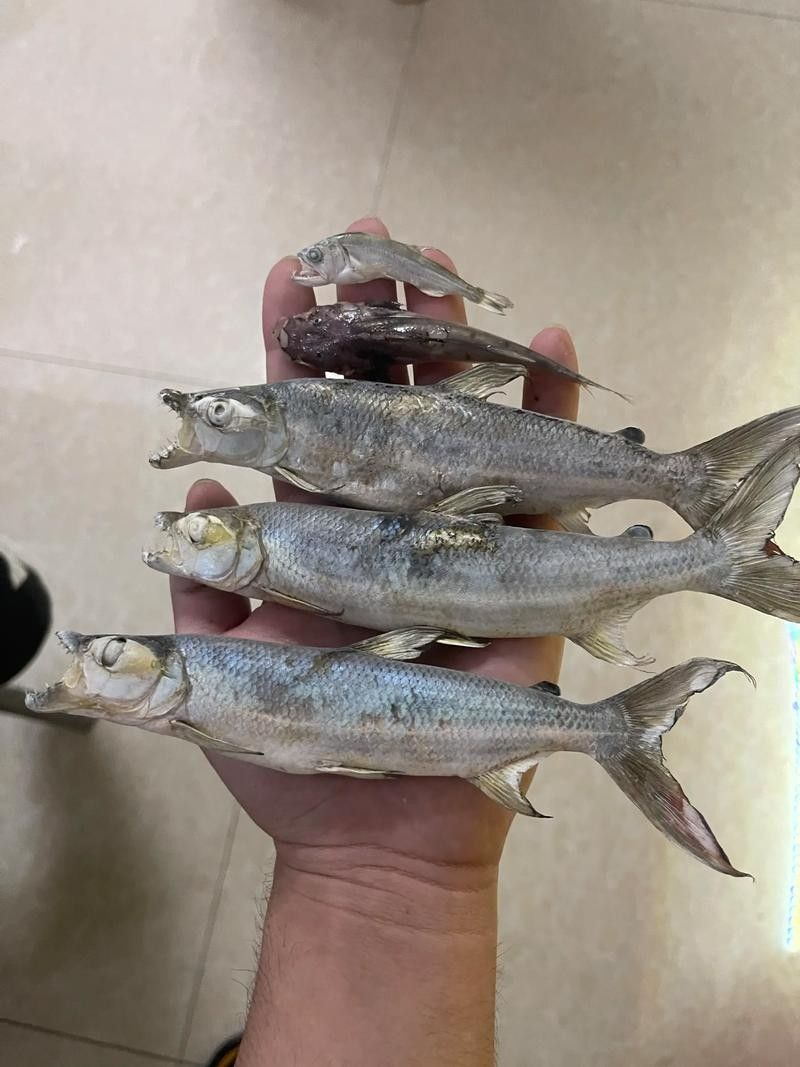 白金猛魚的飼養(yǎng)難度如何？，白金猛魚在水族箱中如何飼養(yǎng)白金猛魚的飼養(yǎng)難度如何